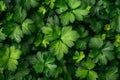 the seasonal beauty of cilantro parsley Royalty Free Stock Photo