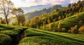 AI-generated Seasonal Beauty of Darjeeling Tea Hills Royalty Free Stock Photo