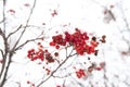 Seasonal berries. Christmas rowan berry branch. Hawthorn berries bunch. Rowanberry in snow. Berries of red ash in snow Royalty Free Stock Photo