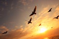 Seasonal bird migration, sunset sky backdrop, avian journey to warmth