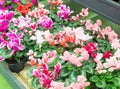 Seasonal blooming winter flowers. Close up pink and red cyclamen flowers in a pots in the garden store center. Greenhouse Royalty Free Stock Photo