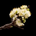 Seasonal blossom, flowering white plum tree branches Royalty Free Stock Photo