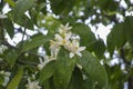 Seasonal blossom of orange tree, white flowers with strong smell Royalty Free Stock Photo