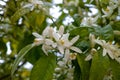 Seasonal blossom of orange tree, white flowers with strong smell Royalty Free Stock Photo