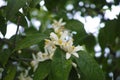 Seasonal blossom of orange tree, white flowers with strong smell Royalty Free Stock Photo