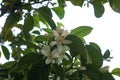 Seasonal blossom of orange tree, white flowers with strong smell Royalty Free Stock Photo