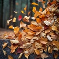 Seasonal carpet Beautiful ground adorned with dry autumn leaves Royalty Free Stock Photo