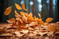 Seasonal carpet Beautiful ground adorned with dry autumn leaves Royalty Free Stock Photo