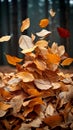 Seasonal carpet Beautiful ground adorned with dry autumn leaves Royalty Free Stock Photo