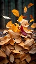 Seasonal carpet Beautiful ground adorned with dry autumn leaves Royalty Free Stock Photo