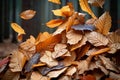 Seasonal carpet Beautiful ground adorned with dry autumn leaves Royalty Free Stock Photo