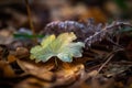seasonal changes in nature, with a macro shot of the forest floor and its intricate details