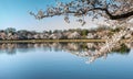 Seasonal Cherry Blossoms around the Tidal Basin in DC Royalty Free Stock Photo