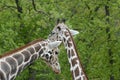 African Giraffe Interaction