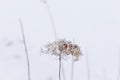 Dry frozen flower on a winter snowy field. Seasonal cold nature background. Winter landscape details. Wild plants frozen