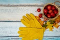 Apple picking concept background. Small apples in a basket, fall Royalty Free Stock Photo