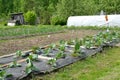 The seasonal dacha with a kitchen garden and a hotbed