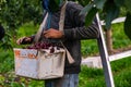 Seasonal farm worker picks cherries