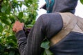 Seasonal farm worker picks cherries Royalty Free Stock Photo