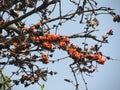 Seasonal Flower known as Flame of the Forest