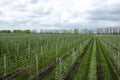 Seasonal flowering fruit trees on farm. Plantation with sprouts of apple trees Royalty Free Stock Photo