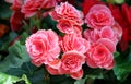 Pink flowers of the Begonia Royalty Free Stock Photo