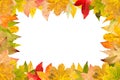 Seasonal frame of autumnal maple leaves isolated on white