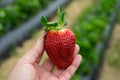 Seasonal fruit / harvest concept big red juicy organic strawberries Royalty Free Stock Photo