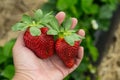 Seasonal fruit / harvest concept big red juicy organic strawberries Royalty Free Stock Photo