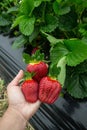 Seasonal fruit / harvest concept big red juicy organic strawberries Royalty Free Stock Photo