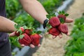 Seasonal fruit / harvest concept big red juicy organic strawberries Royalty Free Stock Photo