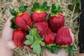 Seasonal fruit / harvest concept big red juicy organic strawberries Royalty Free Stock Photo