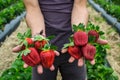 Seasonal fruit / harvest concept big red juicy organic strawberries Royalty Free Stock Photo