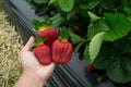 Seasonal fruit / harvest concept big red juicy organic strawberries Royalty Free Stock Photo