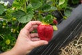 Seasonal fruit / harvest concept big red juicy organic strawberries Royalty Free Stock Photo