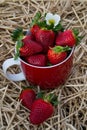 Seasonal fruit / harvest concept big red juicy organic strawberries Royalty Free Stock Photo