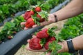 Seasonal fruit / harvest concept big red juicy organic strawberries Royalty Free Stock Photo