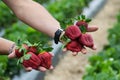 Seasonal fruit / harvest concept big red juicy organic strawberries Royalty Free Stock Photo