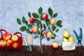 Autumn harvest of apple tree and fruits concept. Royalty Free Stock Photo