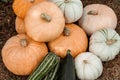 Seasonal harvest of pumpkins and zucchini stacked on the ground in the garden, autumn still life Royalty Free Stock Photo