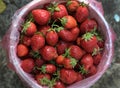 Harvest of ripe strawberries folded in a bucket