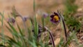 Seasonal header of cute wild buttercup plants and bloom in green grass meadow, tender deep violet inflorescence