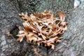 A Seasonal Image of Brown Fallen Oak Leaves in Autumn Nestled Between Large Oak Tree Limbs