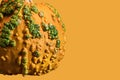 Autumn and fall orange and green harvest gourd pumpkin on orange background slide