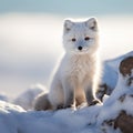 the seasonal journey of Arctic foxes as they change their habitats from snowy tundra to rocky cliffs by AI generated