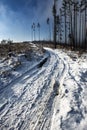 Road through winter calamitous forest Royalty Free Stock Photo