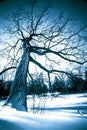 Beautiful bare branches winter tree on snowy day