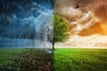 Seasonal Metamorphosis: Tree Transforming with the Passing Seasons Royalty Free Stock Photo