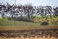 Seasonal migration of birds. A huge flock of greater white-fronted geese Anser albifrons in the meadow, bird watching, wildlife 