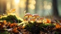 Seasonal Mushrooms In A Forest Landscape